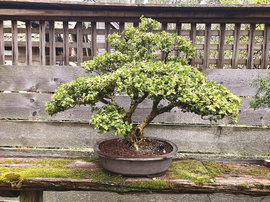 Bonsai Brings Untamable Nature Close - The Provincetown Independent