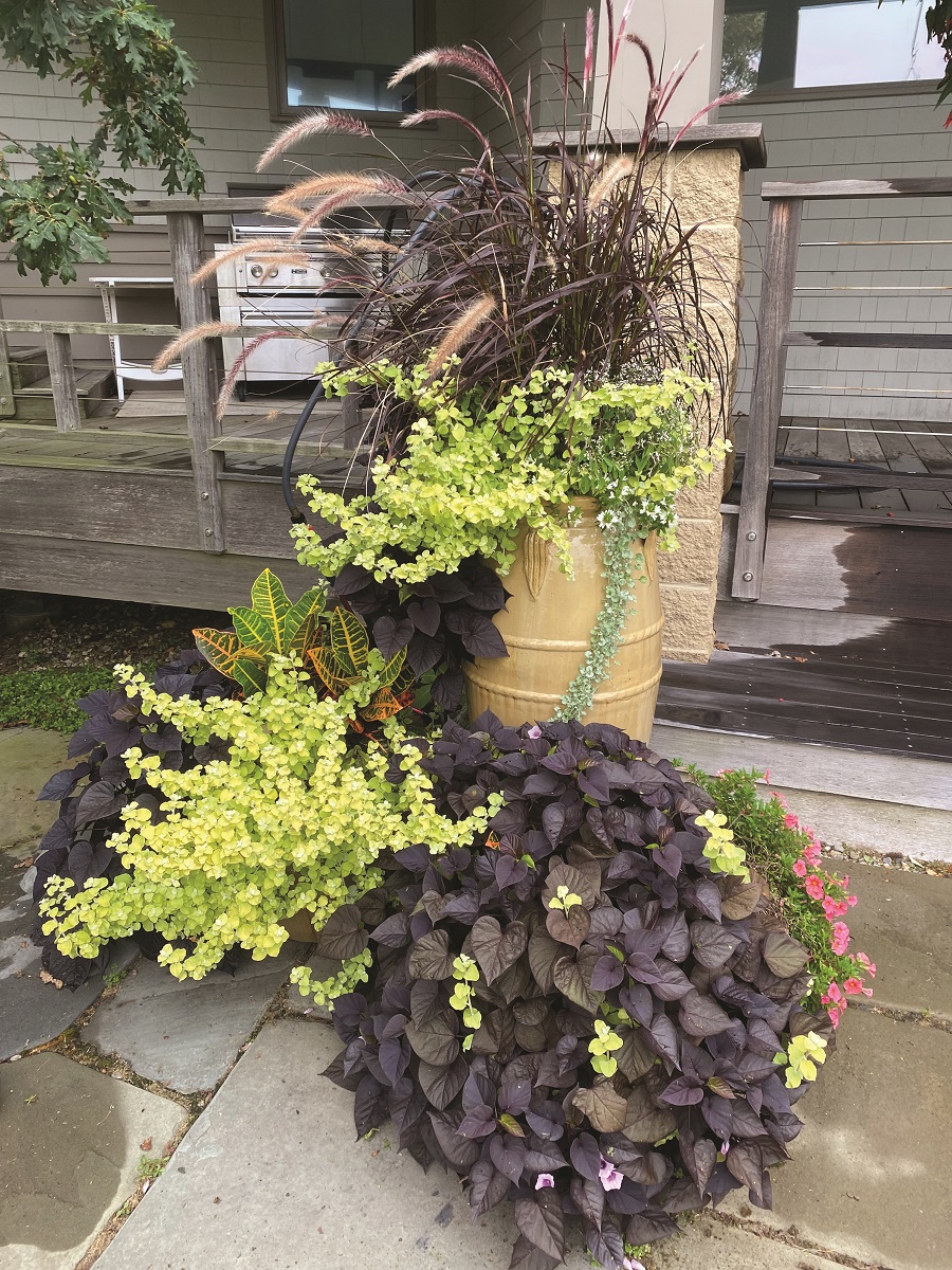 Designing a Planter That Packs a Punch - The Provincetown Independent