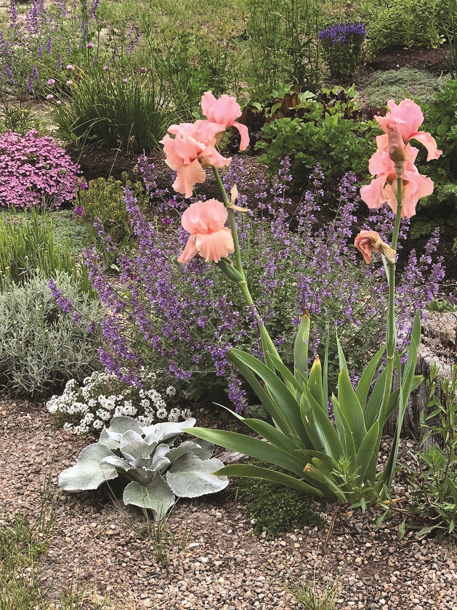The Spare Simplicity of a Gravel Garden - The Provincetown Independent