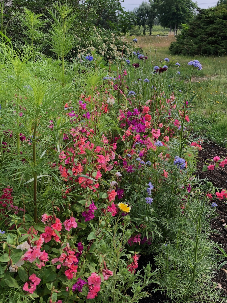 Snow-Sowing in February for a Payoff in Summer Blooms - The Provincetown  Independent