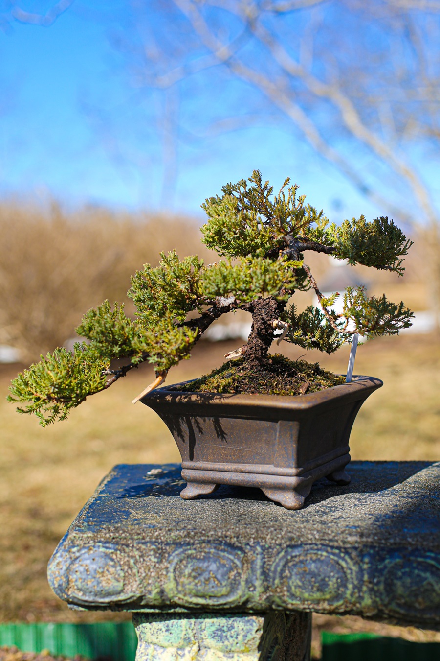 The Bold and Patient Art of Bonsai - The Provincetown Independent