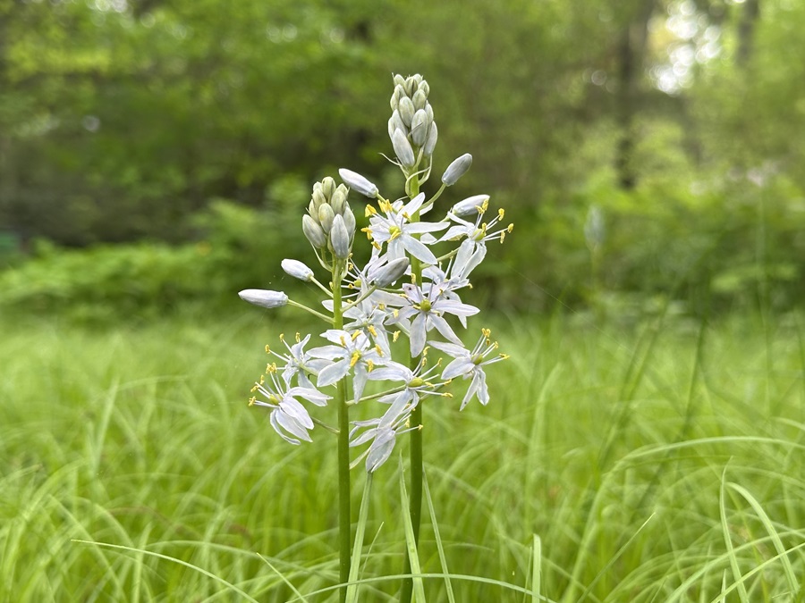 A Trust Tends a Sanctuary of Native Plants - The Provincetown Independent