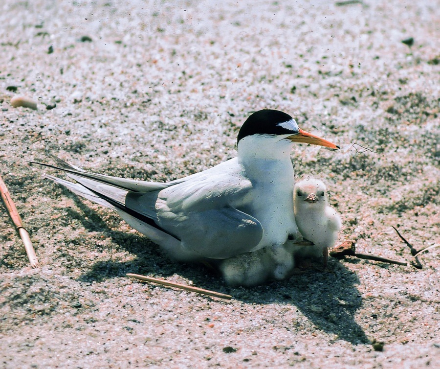 Birds Little Tern クランベリー 1437 Birds by Toikka Little