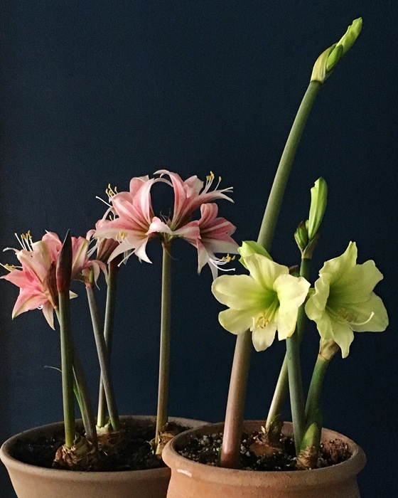 A Good Dose of Amaryllis - The Provincetown Independent