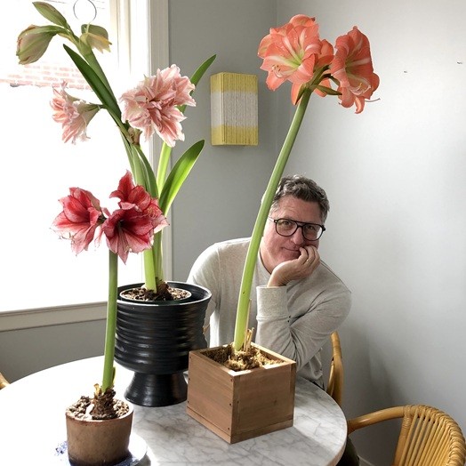 A Good Dose of Amaryllis - The Provincetown Independent
