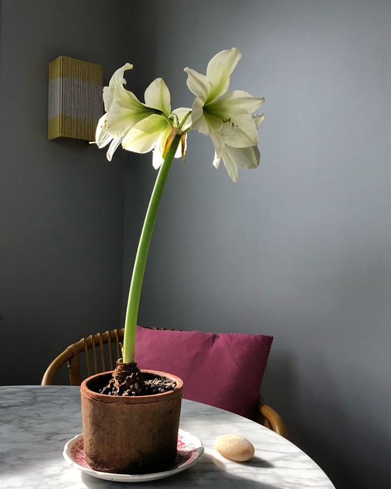 A Good Dose of Amaryllis - The Provincetown Independent