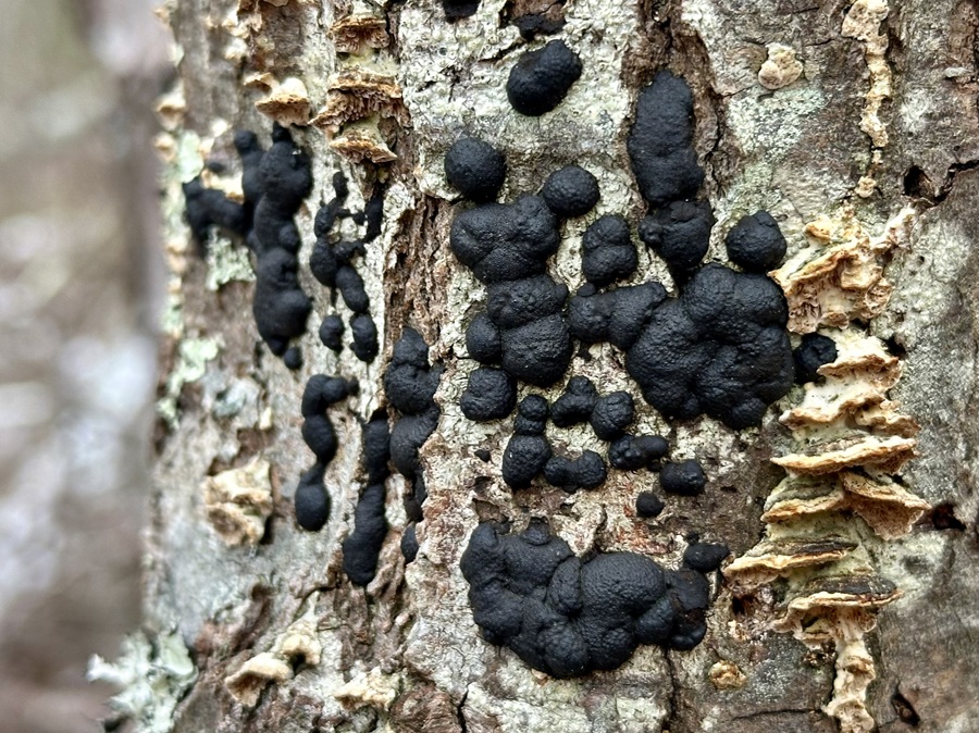 black fungus Archives - The Provincetown Independent