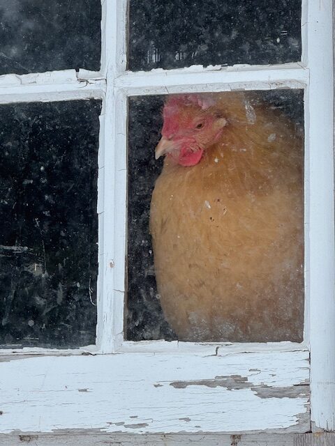 chickens Archives - The Provincetown Independent