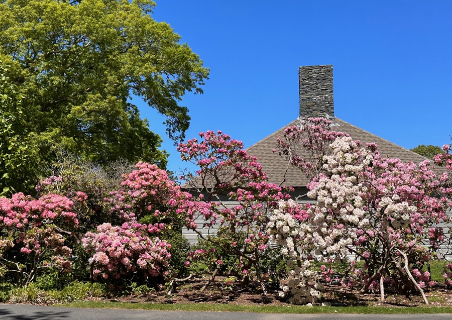 In the Land of the Rose Trees - The Provincetown Independent